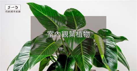 盆栽植物推薦|2024年室內觀葉植物精選與專業養護指南 